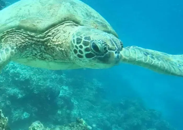 Gasthuis Tulang Diot View Resort&turtle Haven 4*